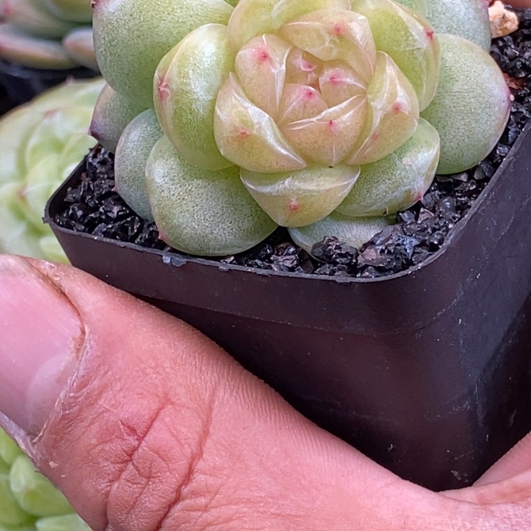 双十二福利天官赐福百无禁忌