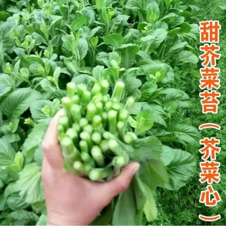 【苞出芽】【厂家直销】四季甜芥菜苔种子秋季播多枝脆嫩芥菜心秋冬种