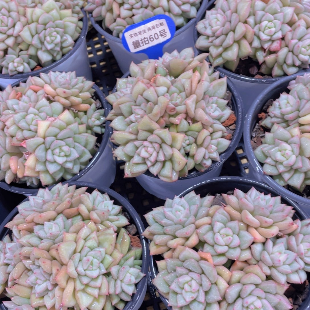 量拍60号 捧花象牙大群一个