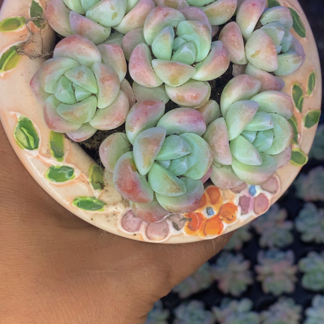 冰玉6颗包邮 满9.99发7个