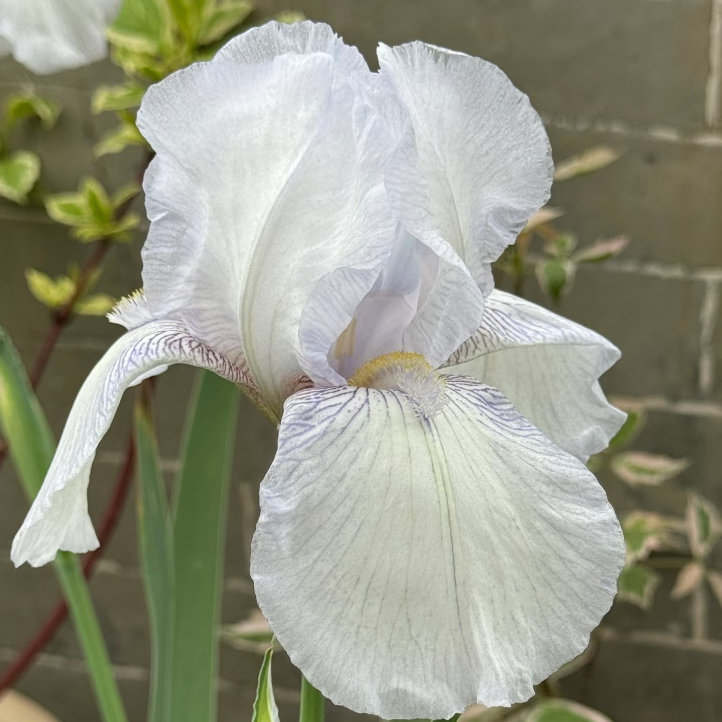 德国鸢尾 英国小屋 丰花型 开花高度 60cm 左右