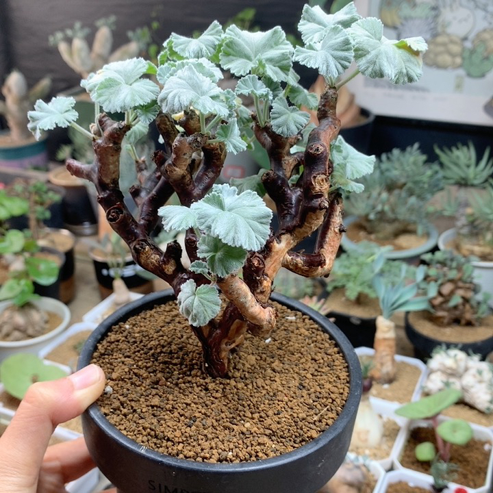 枝干杨葵产地母本带盆