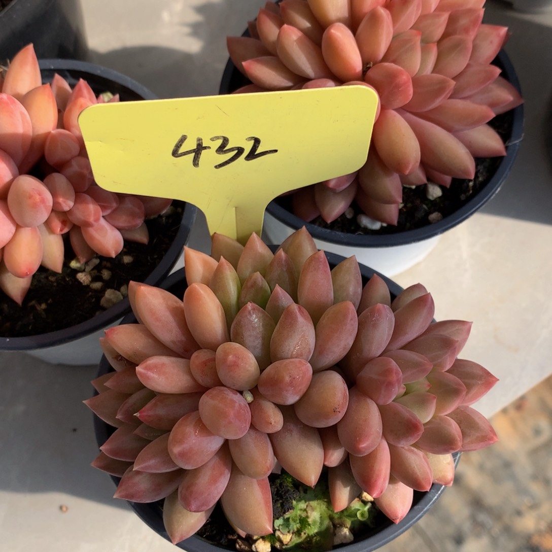 水晶球里626262626262627