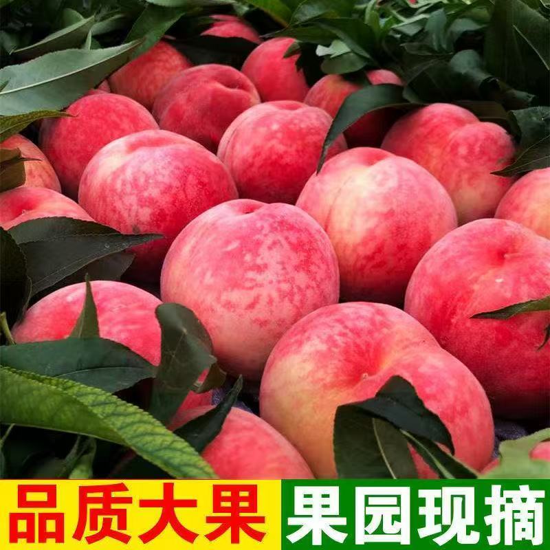 【亏钱涨粉】大个头 蜜汁水蜜桃 皮薄肉甜，到手三斤
