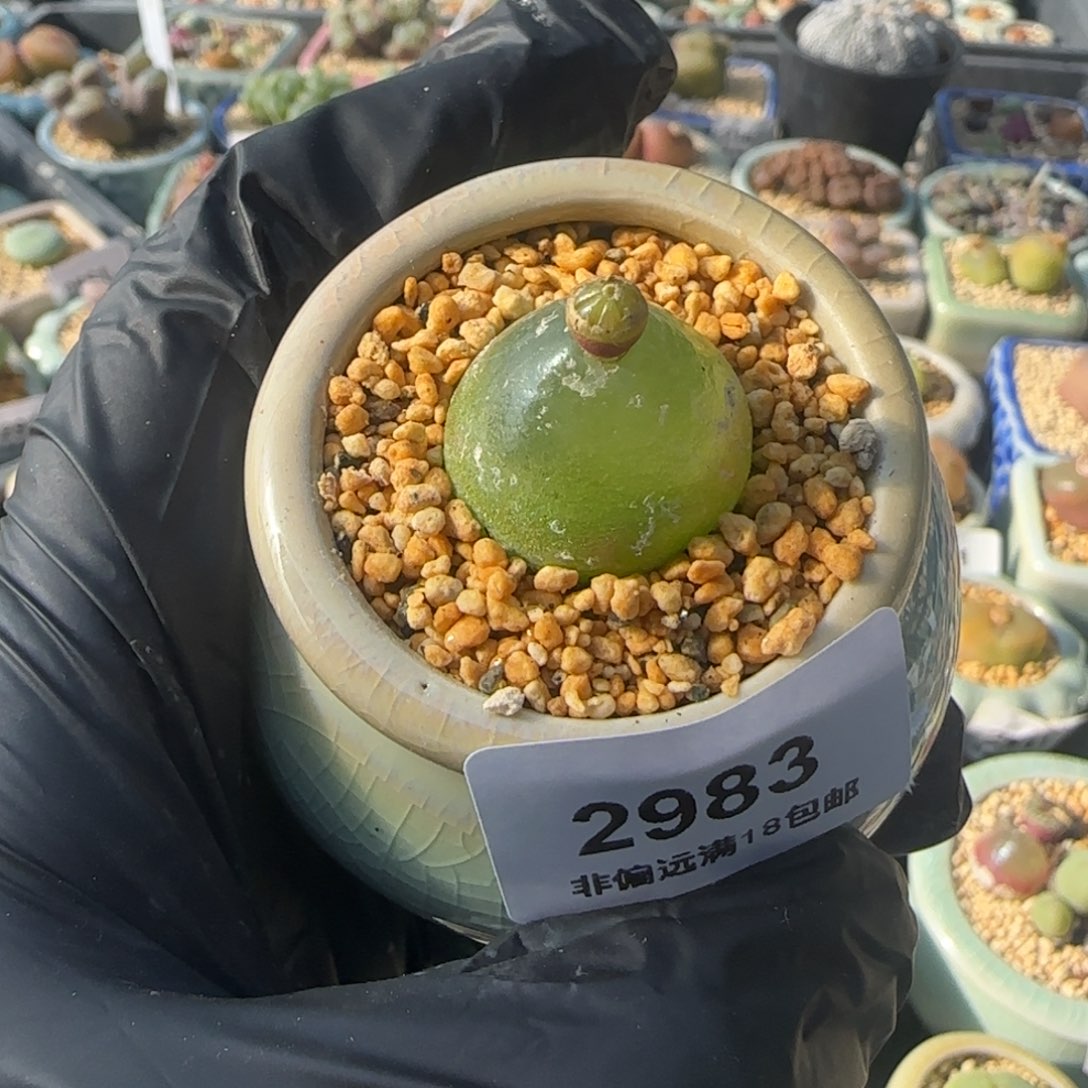 2983-一物一拍 带盆