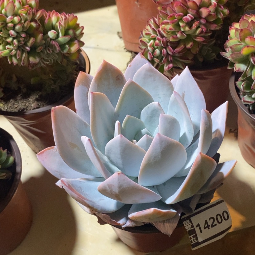 【闪购商品】白莲14200