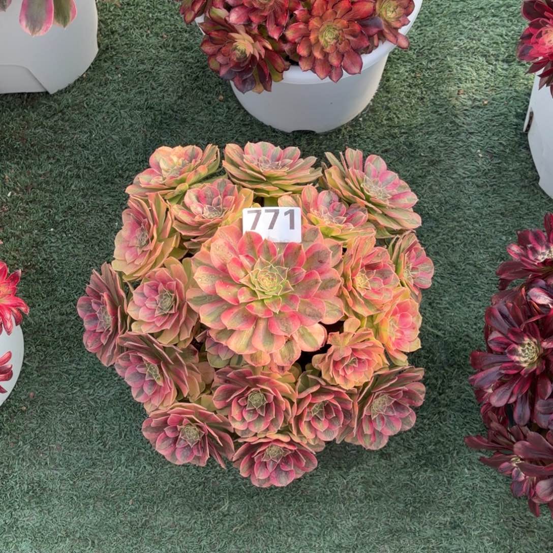 771！美姬法师多肉植物