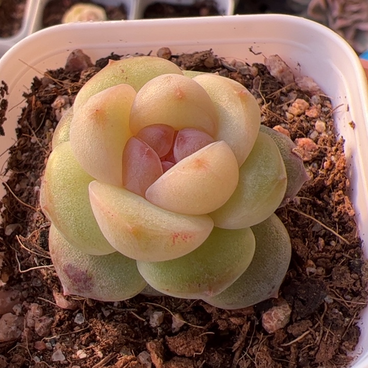 一物一拍精品糖心，尺寸不大介意勿拍