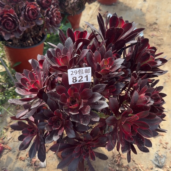丽娜……多肉植物……