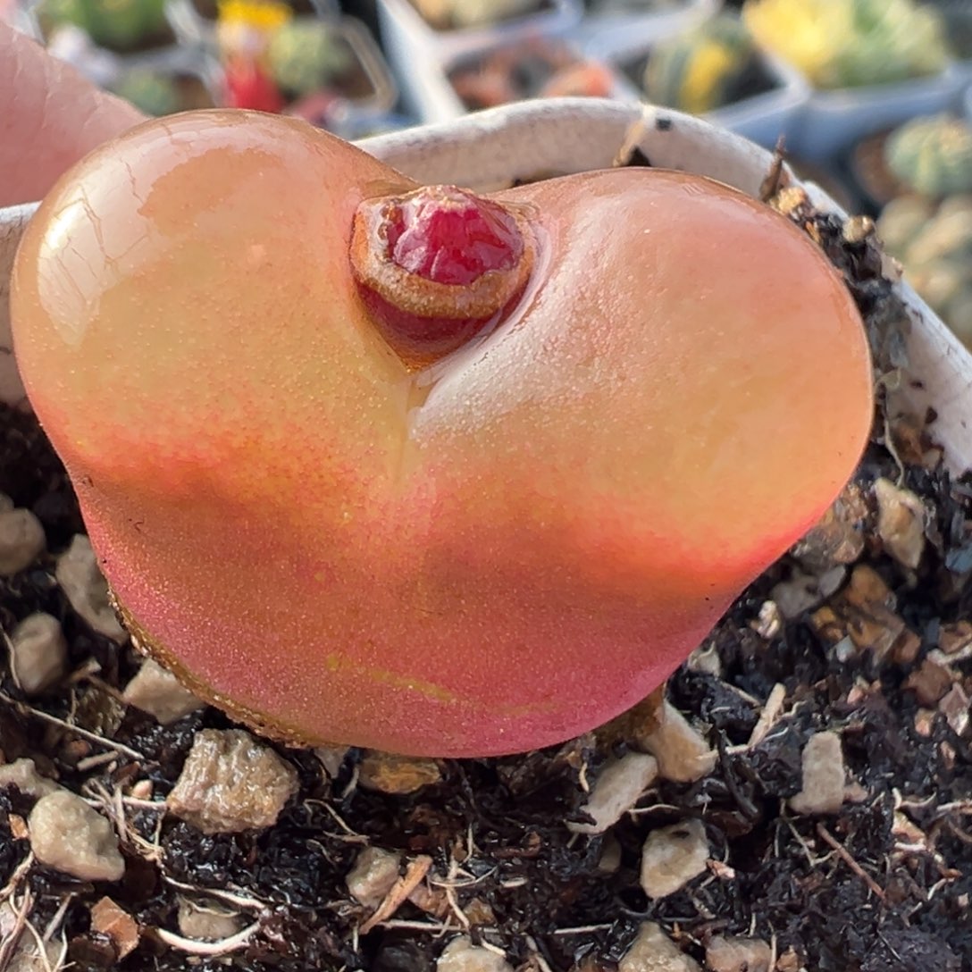 荔枝毛多肉植物百科