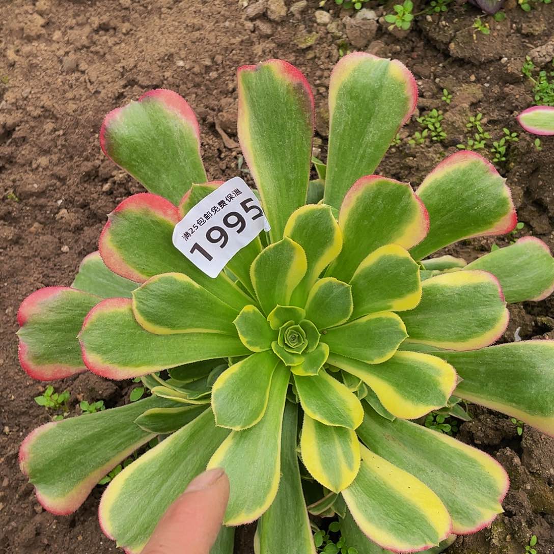 1995特斯拉多肉植物