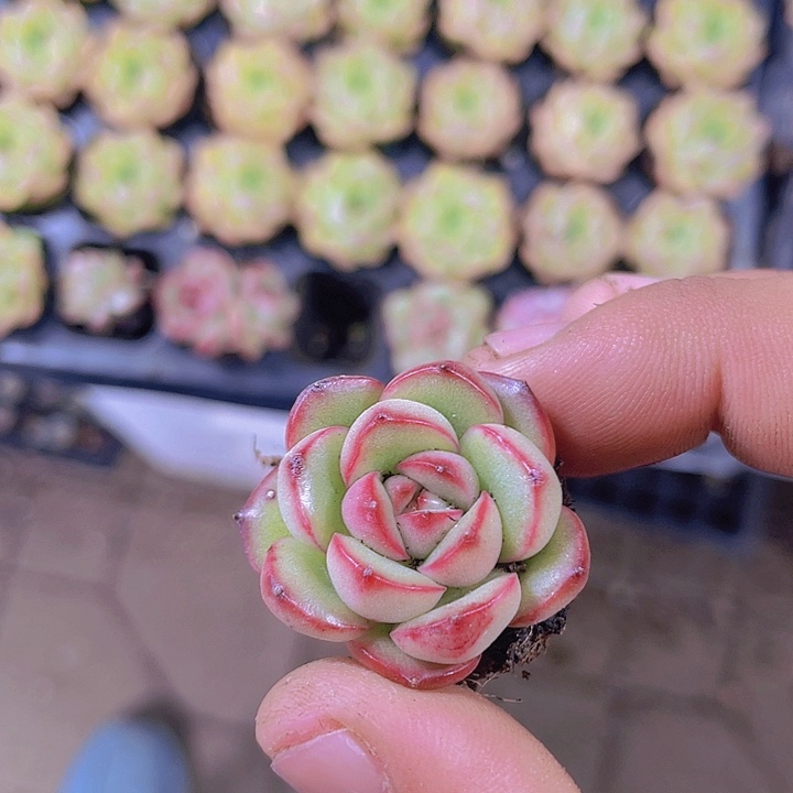 万宝龙【满10颗包邮】