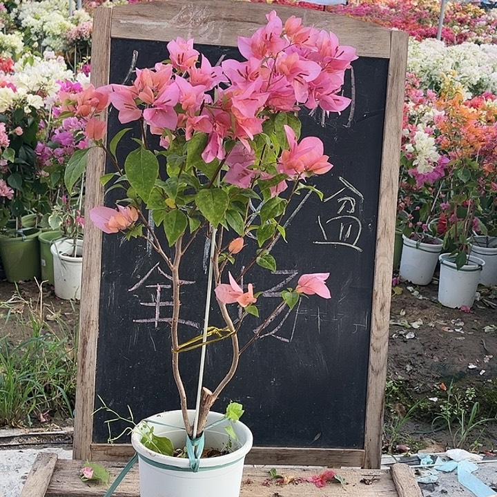 完全开放三角梅粉苏