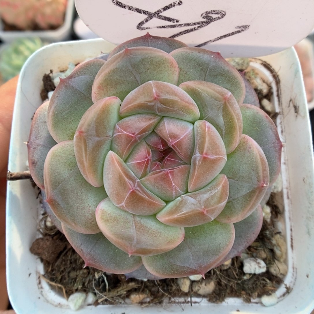 梦岚新品可拍491号。