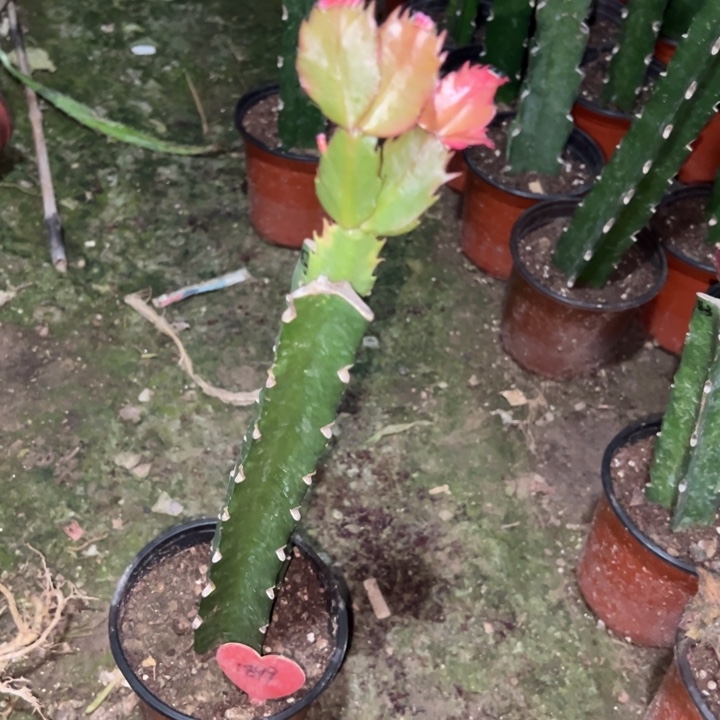 草***容当前无花栽培后可以开花083  1899