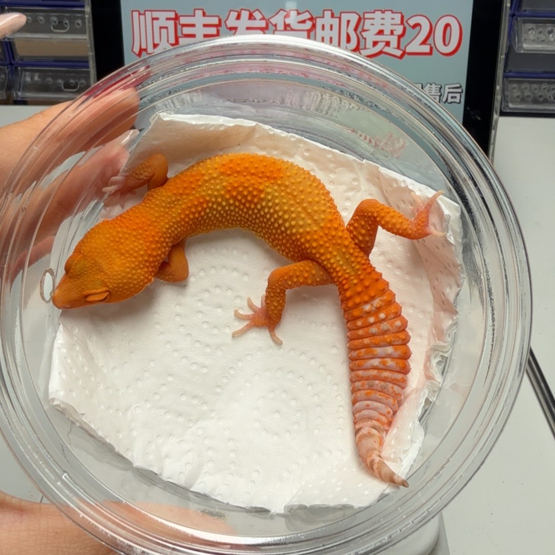 豹纹守宫雨水蜜桔妹妹