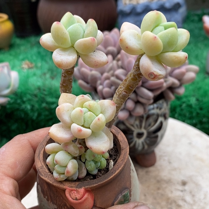 h****天劳尔带盆土多肉整