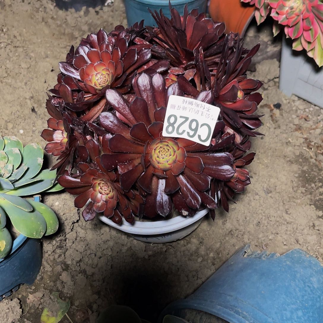 法师法师15-16包邮法师x