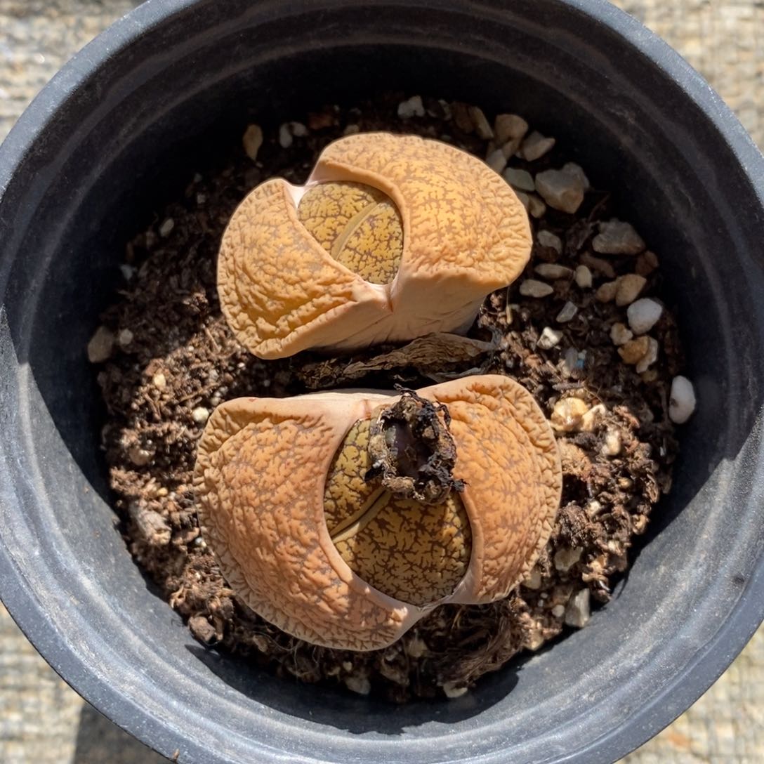 自助下单一物一拍多肉下滑有惊喜