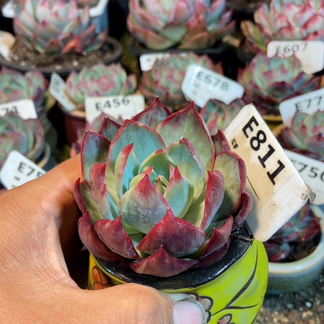 惊鸿一瞥811号多肉