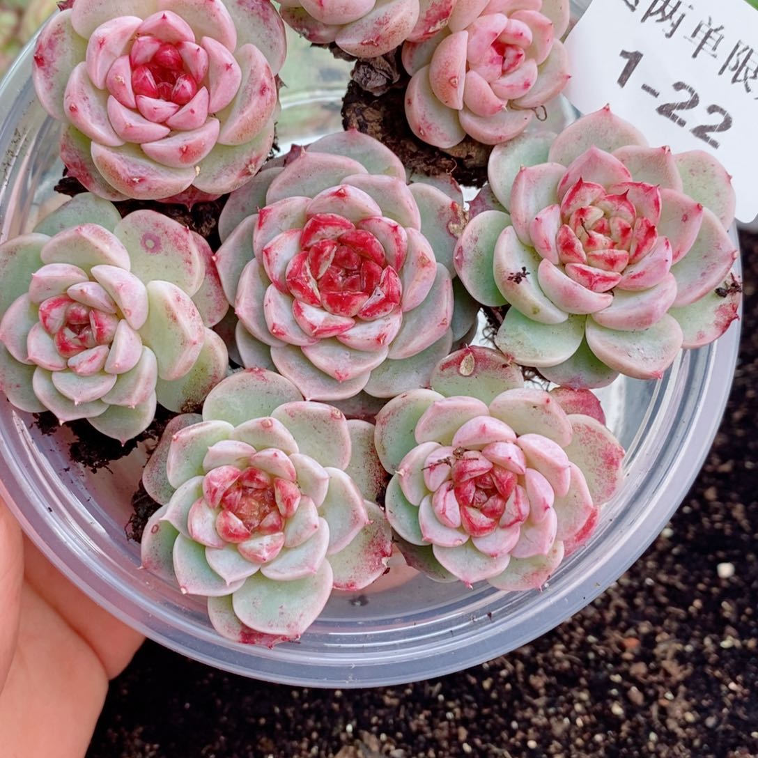 1-22 新疆西藏内蒙不发12.8包邮2-3公分多肉