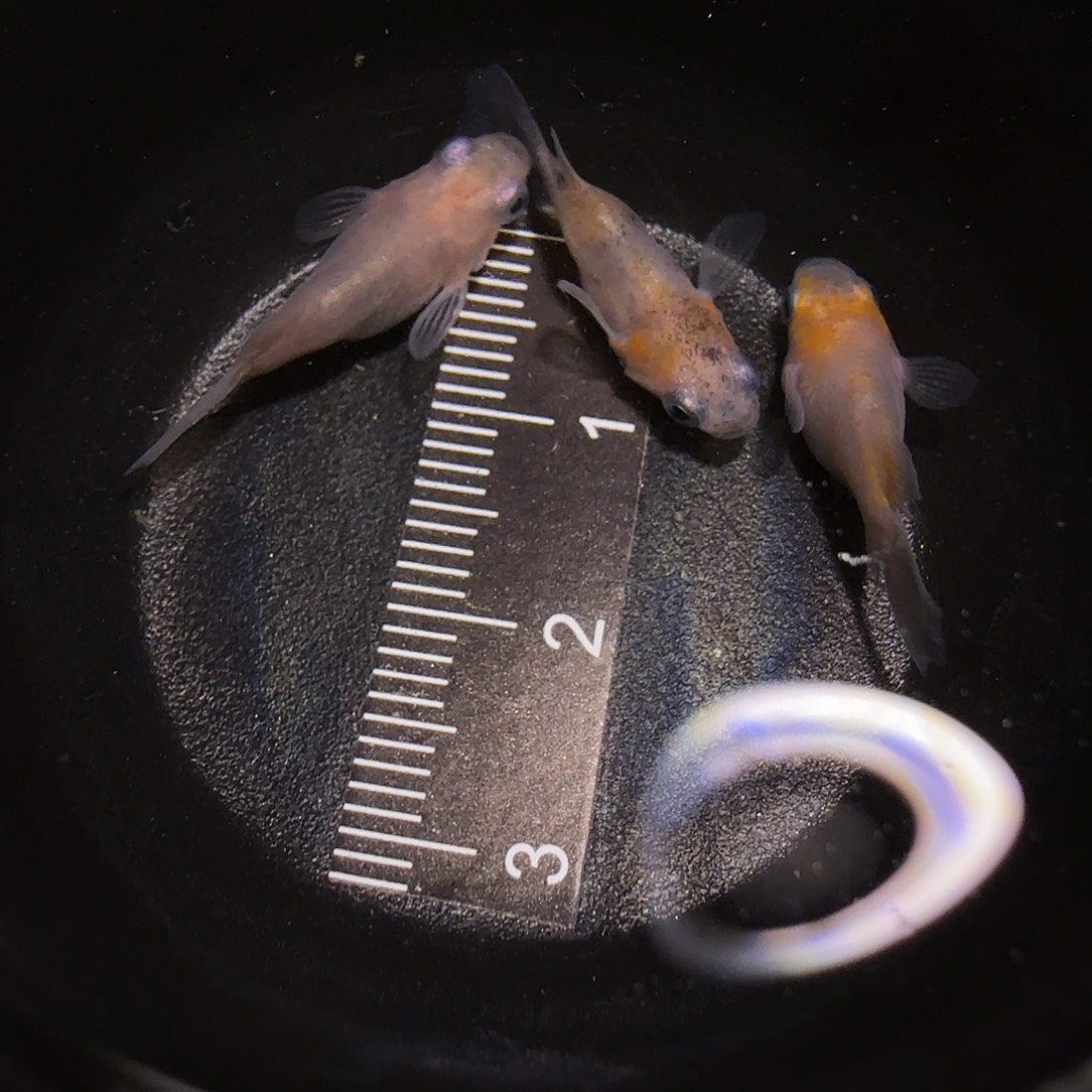 青鳉鱼一物一拍963