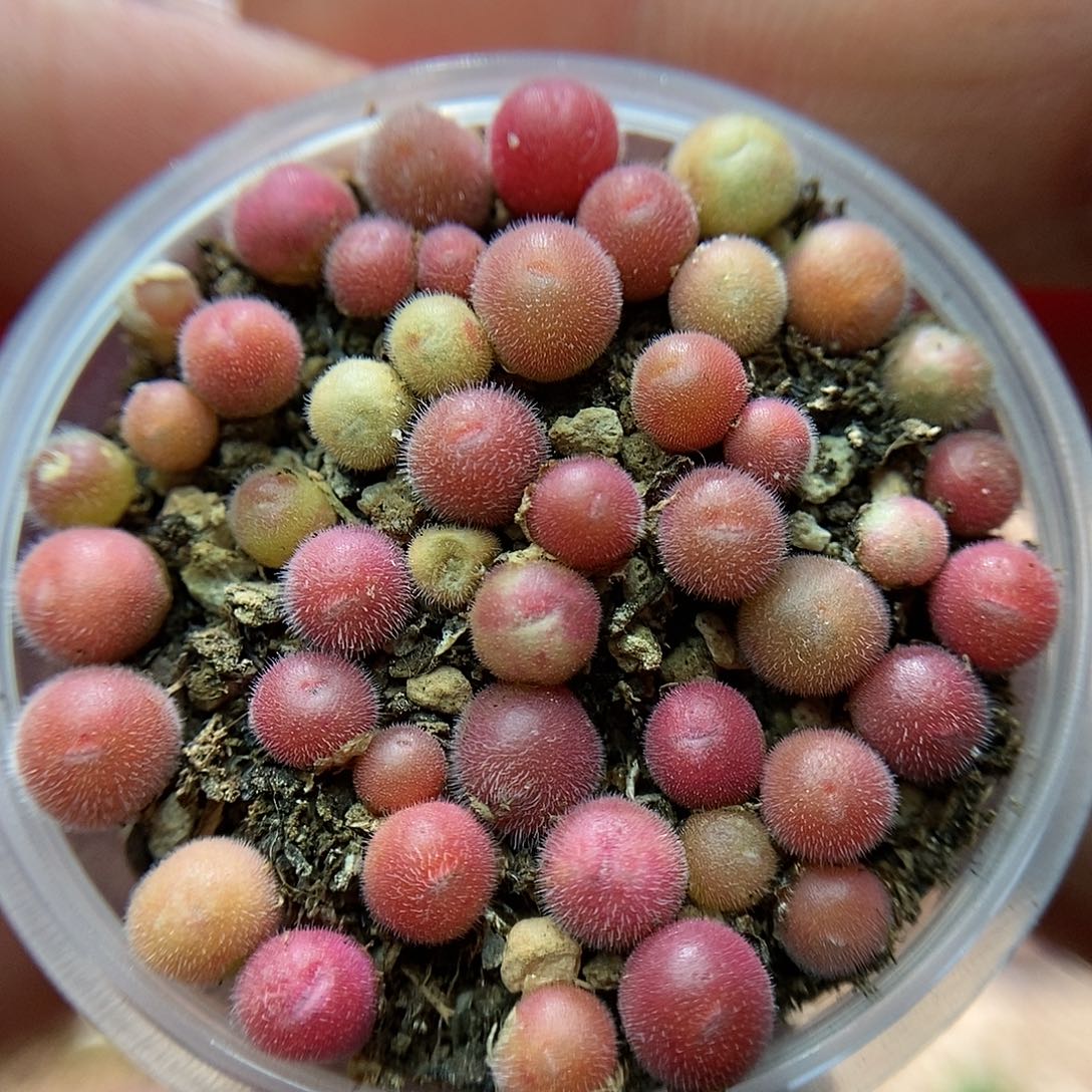 紫毛球50颗满35包邮