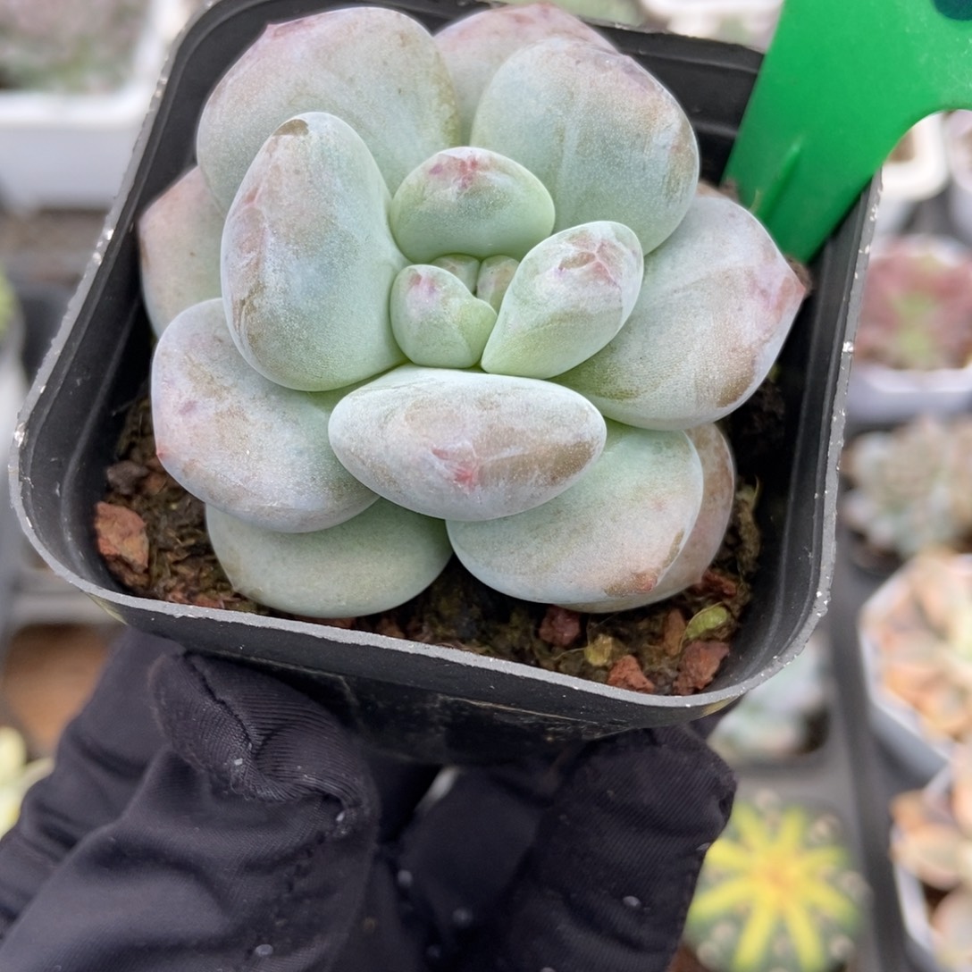 1916雪宝宝多肉植物