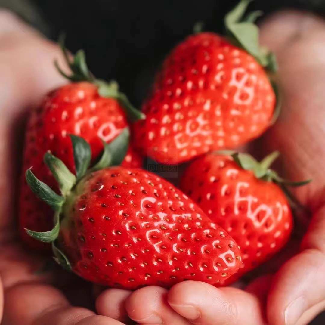 上海小时达当日达  新鲜当季水果上海青浦章姬奶油草莓软糯香甜