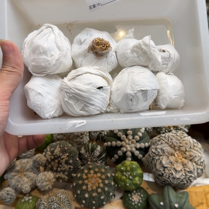 兜星球仙人球084号