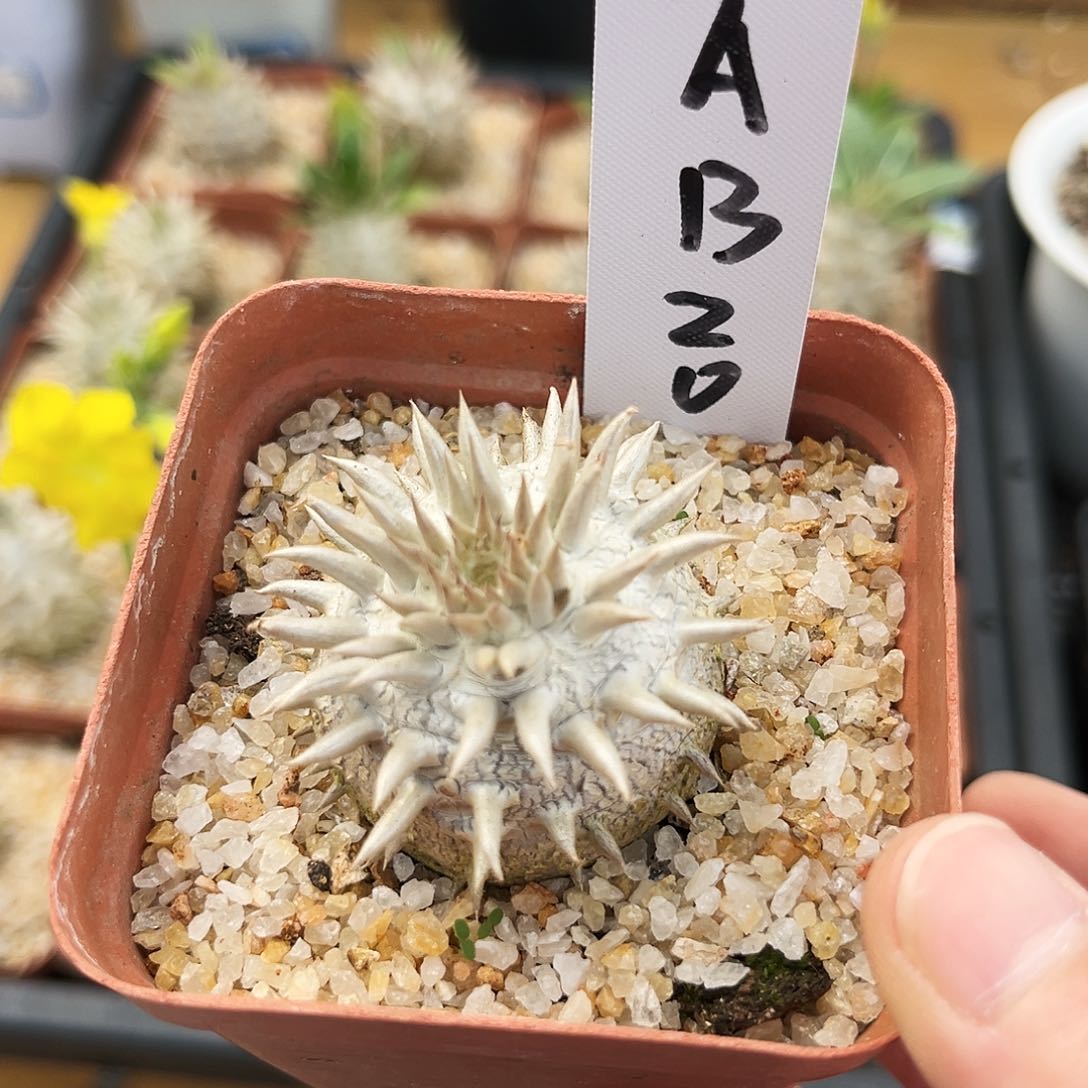 潮流植物AB20,惠比大黑