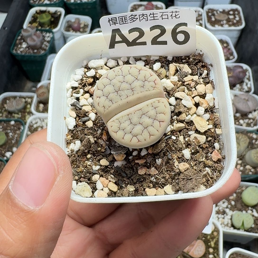 226多肉植物多肉植物