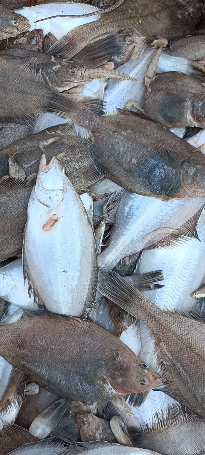 大连旅顺渤海湾野生鲳鱼大2