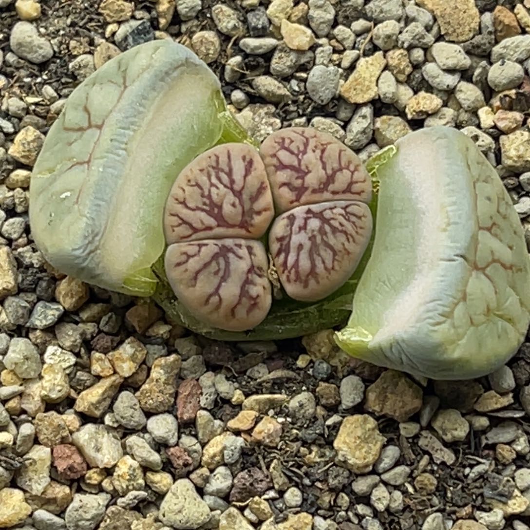 1861双头线招福粗纹