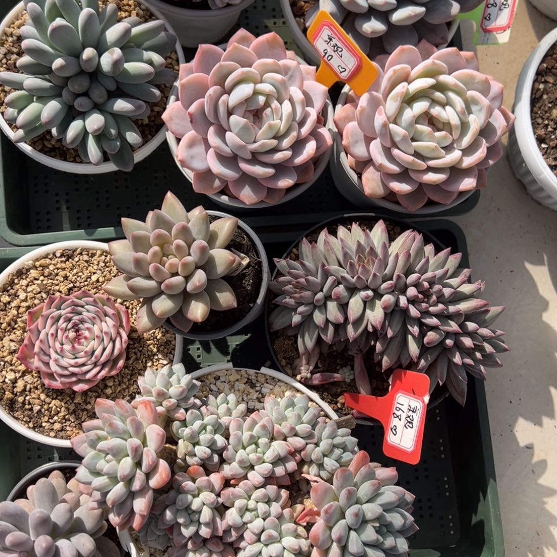 京观400、     寄养