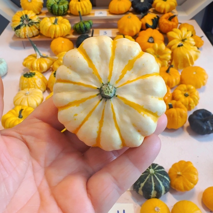 管****?墨西哥七彩葫芦青皮