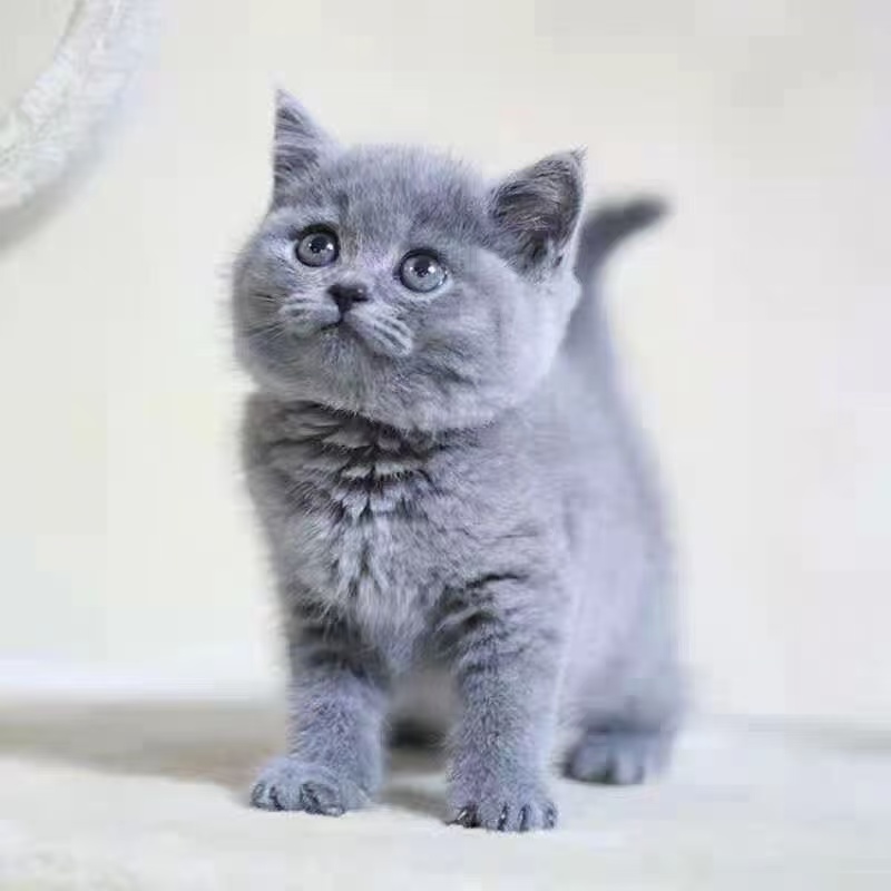 直播猫咪挑选银渐层蓝猫金渐层奶牛蓝金渐层蓝猫矮脚长毛高地