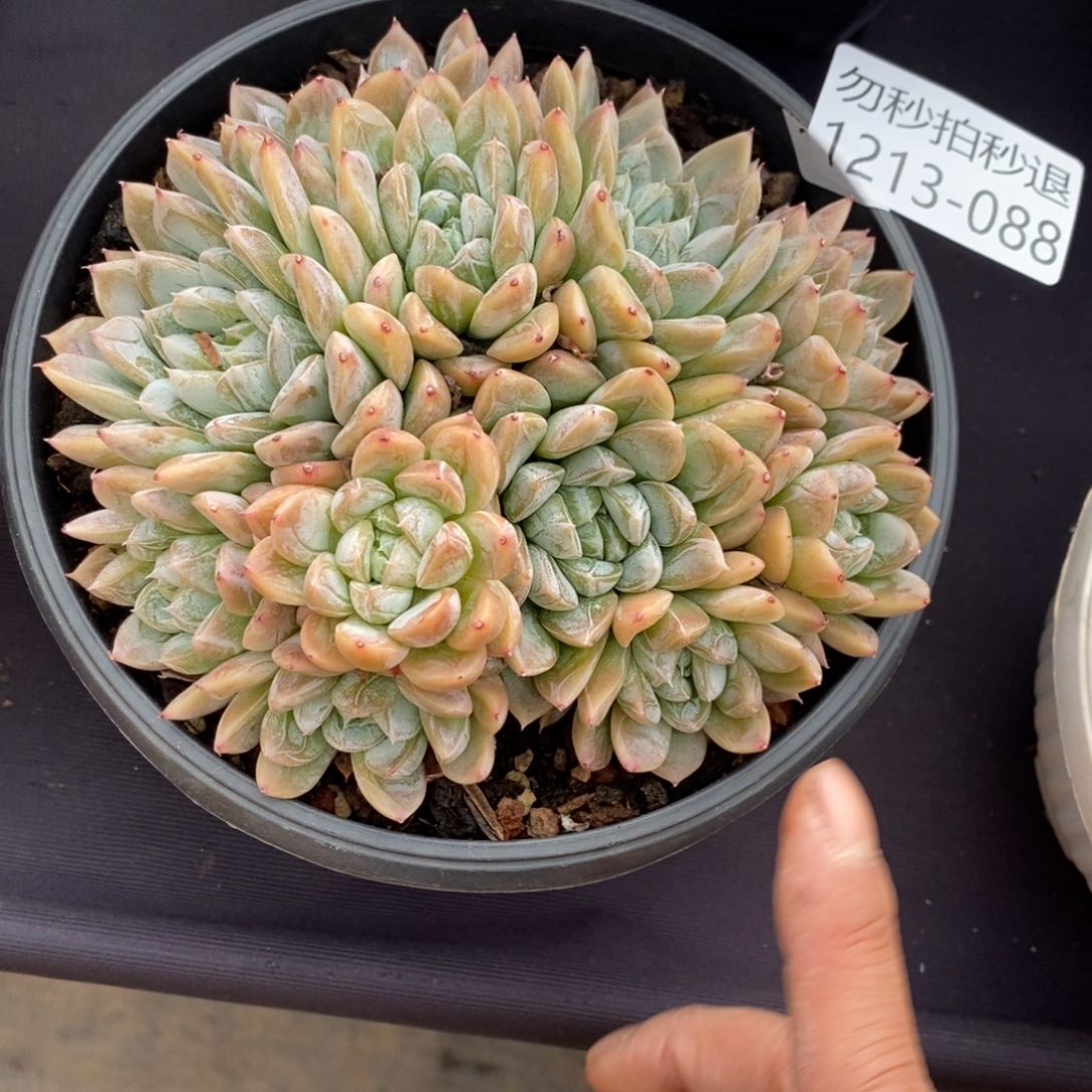 刚****坑两单包邮1213-88爱沙