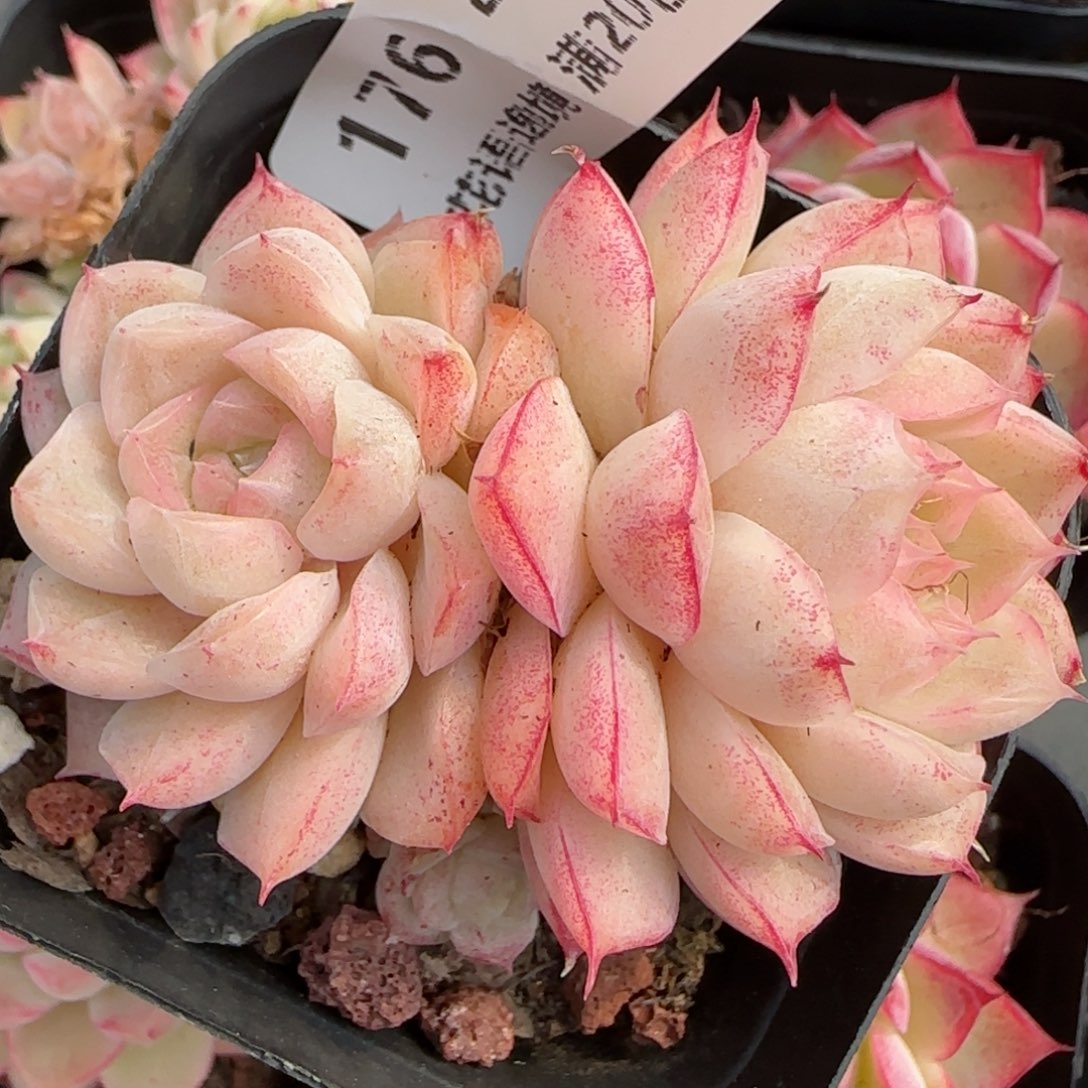 花语逸境0219-176