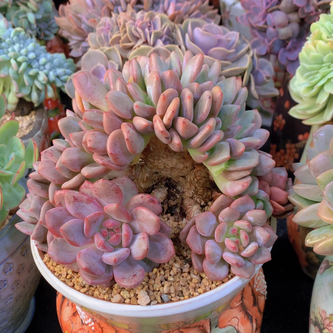 精品多肉植物花卉盆栽花卉盆栽