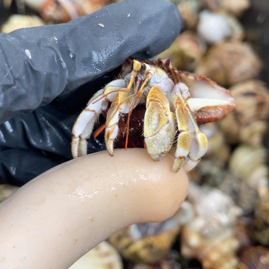 活体宠物不退不换47