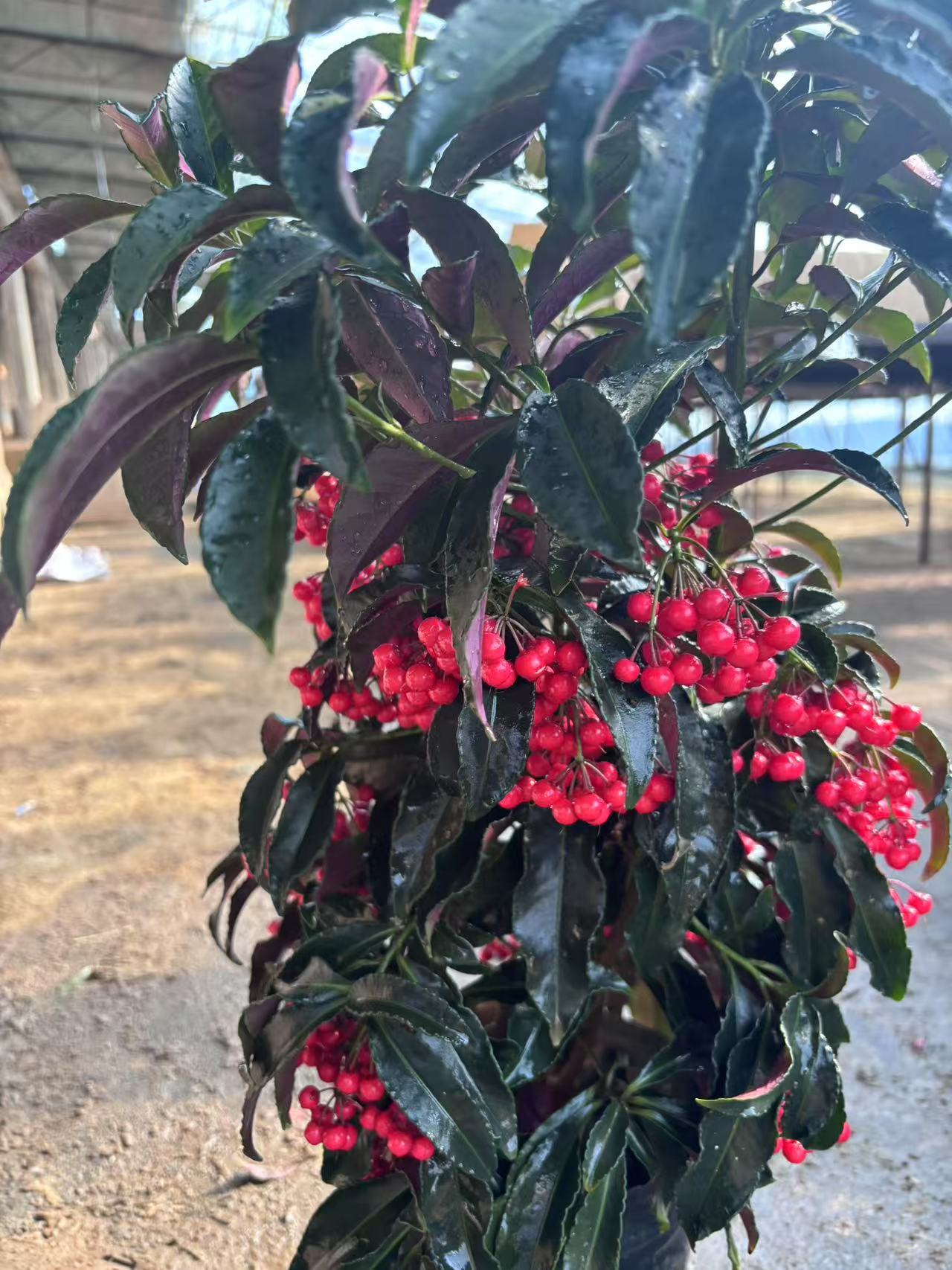 富贵子（黄金万两）