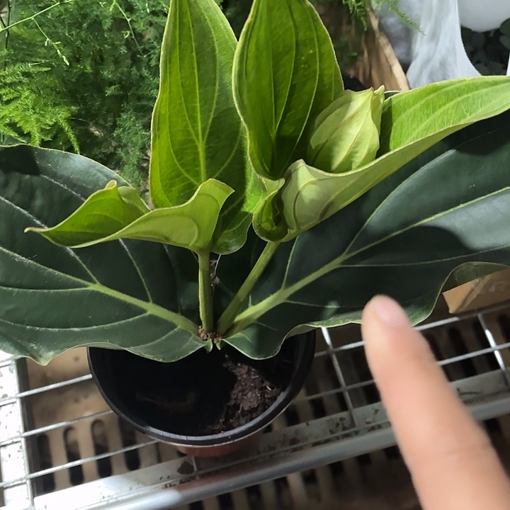 全部花苞粉色宝莲灯