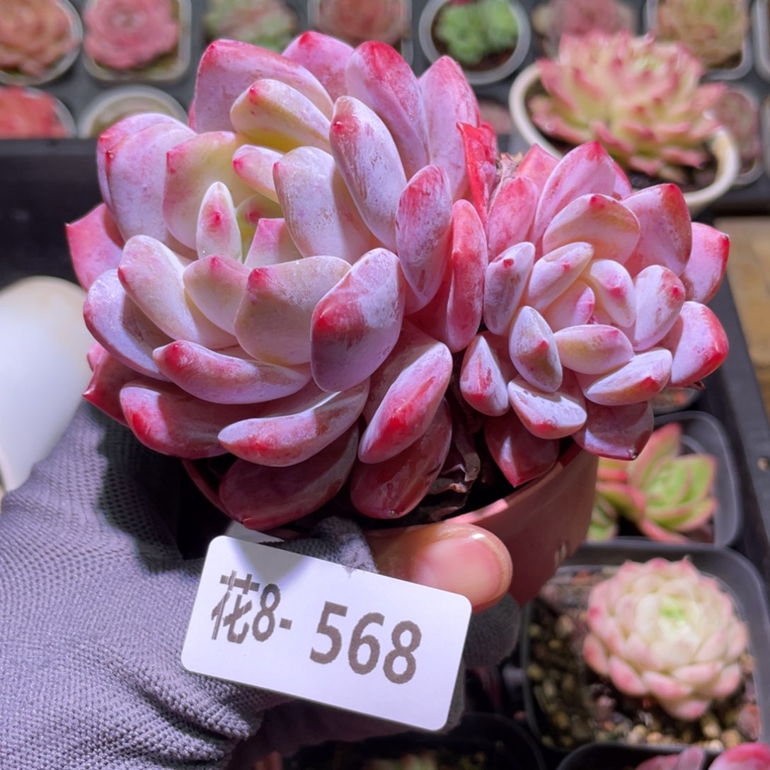 花利美8-568橙梦露