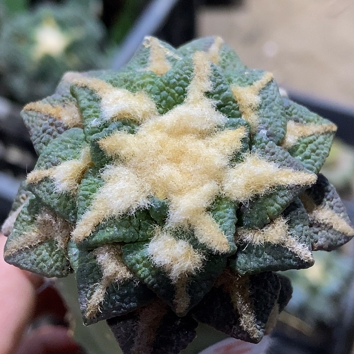 无花朵福利大尤颗粒黑牡丹499