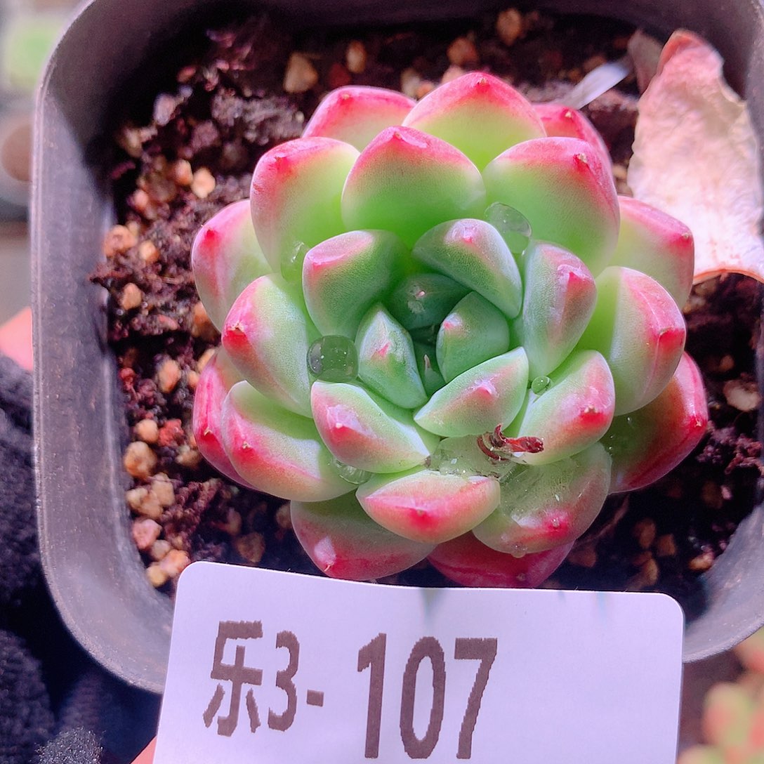 乐然3-107 西施单头