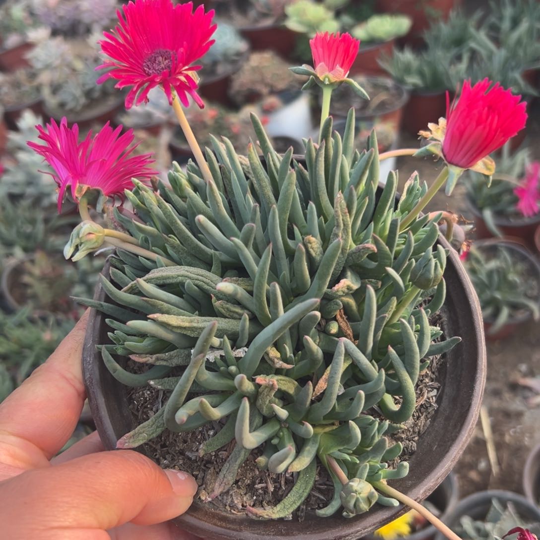 多肉植物多肉植物