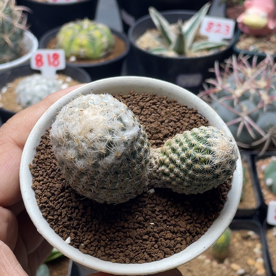 双头雪顶银牡丹 带盆土发货