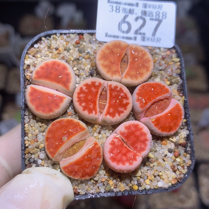 Zzz 精品生石花627