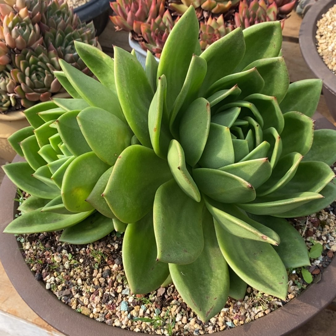 多肉植物瑕疵翠花